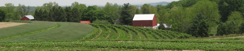 Shenk's Berry Farm